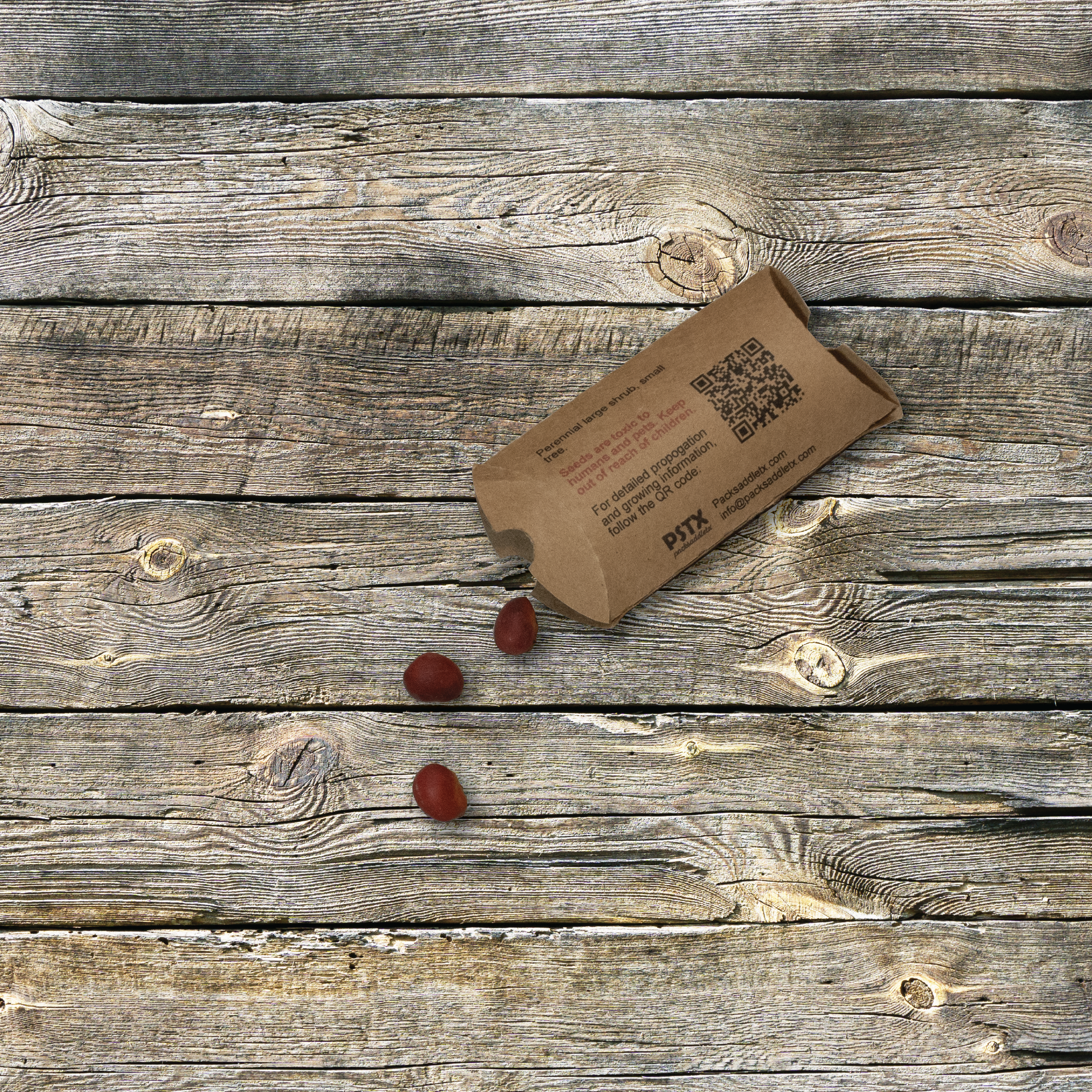 Texas Mountain Laurel Seeds (Pre-Scarified) - Image 2